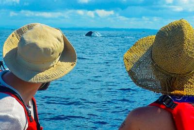 Whale Watching Boat Tour from Ahungalla Whale Watching Boat Tour from Ahungalla