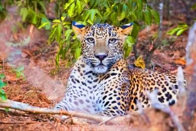 Yala National Park Safari from Ahungalla Yala National Park Safari from Ahungalla