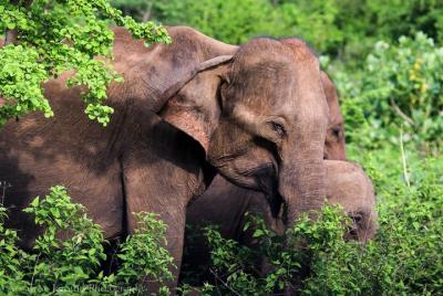 Udawalawe from Bentota (2 Days) Udawalawe from Bentota (2 Days)