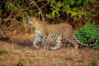 Half Day Safari at Yala National Park with Lunch Half Day Safari at Yala National Park with Lunch