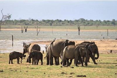 Udawalawe Safari Day Tour From Induruwa Udawalawe Safari Day Tour From Induruwa