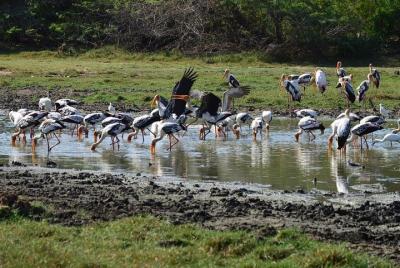 Wild Wonders and Hidden Temples from Bentota (2 Days) Wild Wonders and Hidden Temples from Bentota (2 Days)