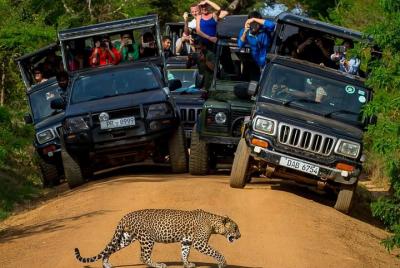 Private 02 Day Leopard Safari in Yala from Bentota Private 02 Day Leopard Safari in Yala from Bentota