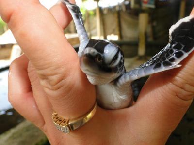 Yala Galle 2 Days Tour Yala Galle 2 Days Tour