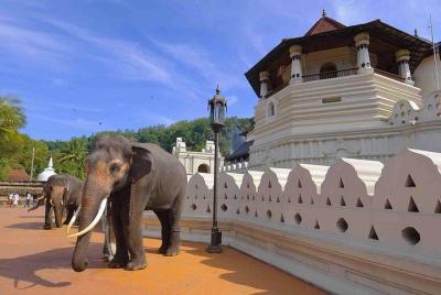 3 Days Tour to Kandy Nuwara Eliya & Sigiriya from Ahungalla