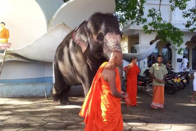 Galle Day Tour Galle Day Tour