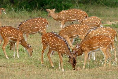 Udawalawe Safari Day Trip from Bentota  Udawalawe Safari Day Trip from Bentota