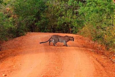 Yala Safari Day Trip from Bentota & Surroundings - All Inclusive Yala Safari Day Trip from Bentota & Surroundings - All Inclusive