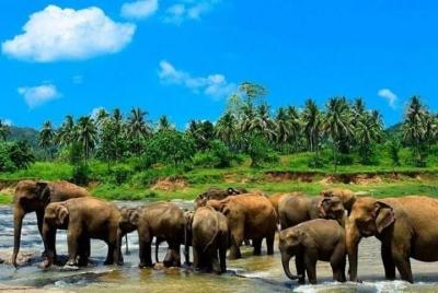 Kandy Day Trip with Tea Factory From Ahungalla & Kosgoda areas - All Inclusive Kandy Day Trip with Tea Factory From Ahungalla & Kosgoda areas - All Inclusive