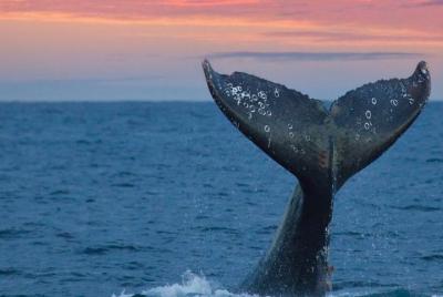 Whale watching Day trip from Bentota Whale watching Day trip from Bentota