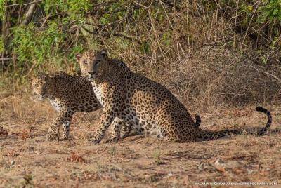 Private 02 Day Leopard Safari in Yala from Bentota Private 02 Day Leopard Safari in Yala from Bentota