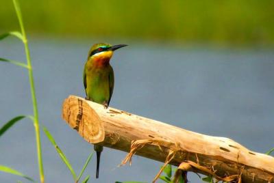 Birdwatching Boat Ride in Muthurajawela Marsh Birdwatching Boat Ride in Muthurajawela Marsh