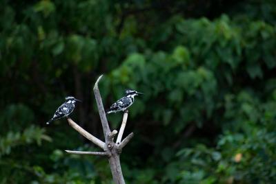 Birdwatching walk in Diyasaru Uyana in Colombo
