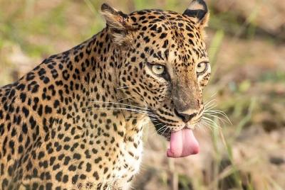 Morning Wildlife Safari in Wilpattu National Park  Morning Wildlife Safari in Wilpattu National Park