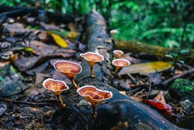 Day Trip to Kanneliya Rain Forest From Colombo.