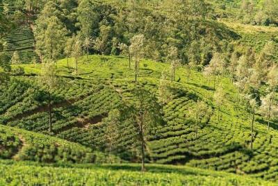 Adventure Day Itinerary to Kandy From Colombo or Airport Adventure Day Itinerary to Kandy From Colombo or Airport