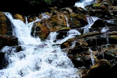 Kanneliya Rain Forest Tour Kanneliya Rain Forest Tour