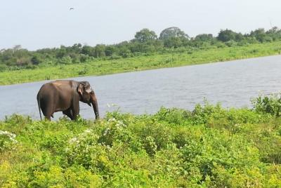 Uda Walawe Safari 1-Day-Tour from Mirissa Uda Walawe Safari 1-Day-Tour from Mirissa