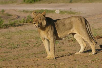 Chobe National Park Full Day Safari (Botswana) Chobe National Park Full Day Safari (Botswana)