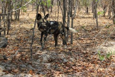 Hwange Day Trip and interaction with Painted Dogs Hwange Day Trip and interaction with Painted Dogs