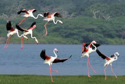 Birdwatching Boat Ride in Kalametiya Sanctuary Birdwatching Boat Ride in Kalametiya Sanctuary