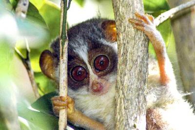 Loris Watching in Sinharaja Rainforest Loris Watching in Sinharaja Rainforest