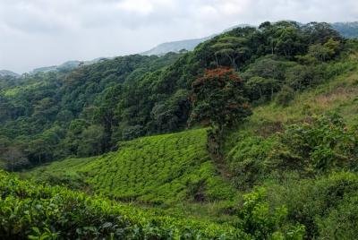 Treking / Bird Watching / Excursion at Sinharaja Rain Forest Treking / Bird Watching / Excursion at Sinharaja Rain Forest