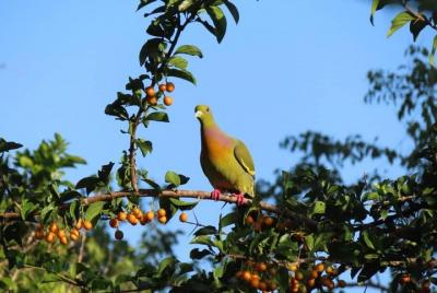 Kalametiya Bird Watching,Lagoon Safari trip From any Hotels Southern Province  Kalametiya Bird Watching,Lagoon Safari trip From any Hotels Southern Province