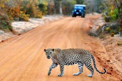 Half Day Safari at Yala National Park From Hambantota Half Day Safari at Yala National Park From Hambantota