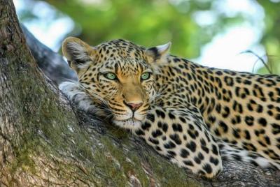 Yala National Park Safari from Ahangama Yala National Park Safari from Ahangama
