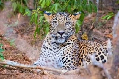 Yala National Park Safari from Weligama Yala National Park Safari from Weligama