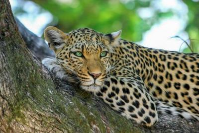 Yala National Park Safari from Dikwella Yala National Park Safari from Dikwella