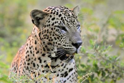 Private Tour: YALA National Park from SHANGRI-LA, Hambanthota Private Tour: YALA National Park from SHANGRI-LA, Hambanthota