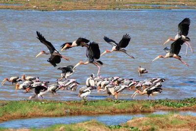 Kumana National Park Tour From Galle  Kumana National Park Tour From Galle