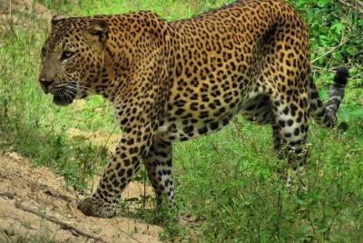 Yala National Park Private Safari from Mirissa Yala National Park Private Safari from Mirissa