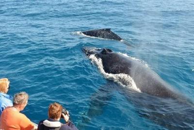 Whale watching Day Tour from Colombo Whale watching Day Tour from Colombo