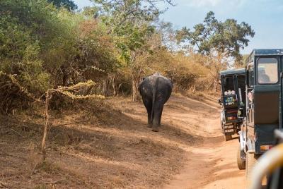 Yala National Park 1-Day-Tour Yala National Park 1-Day-Tour