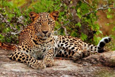 Yala National Park Private Safari trip from Galle/Unawatuna/Mirissa Yala National Park Private Safari trip from Galle/Unawatuna/Mirissa
