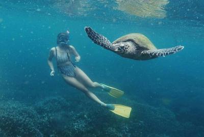 Snorkeling with Turtles in Mirissa Snorkeling with Turtles in Mirissa