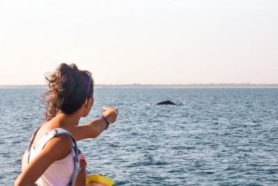 Whale Watching Yacht Tour from Mirissa Whale Watching Yacht Tour from Mirissa