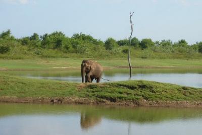 Full-Day Private Safari and Archeological Tour from Tangalle Full-Day Private Safari and Archeological Tour from Tangalle