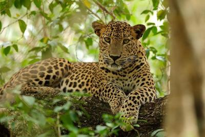 Yala National Park Private Safari (All Inclusive) From Mirissa