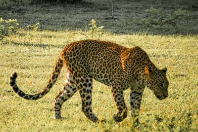 Yala National Park Safari from Hambantota Port Yala National Park Safari from Hambantota Port