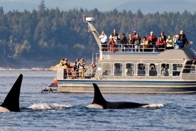 Whale watching tour to Mirissa From Hotels - Galle, Hikkaduwa, Bentota  Whale watching tour to Mirissa From Hotels - Galle, Hikkaduwa, Bentota