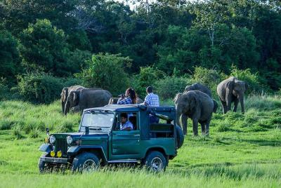 Udawalawe Safari Day Trip from Hikkaduwa & Surroundings - All Inclusive Udawalawe Safari Day Trip from Hikkaduwa & Surroundings - All Inclusive