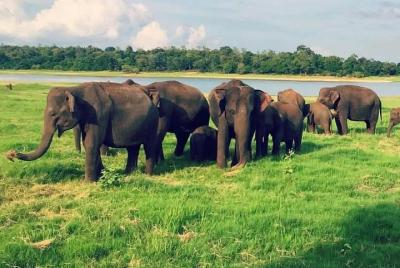 Yala, Udawalawe safari tours Yala, Udawalawe safari tours
