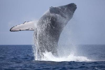 Whale Watching Boat Tour from Hikkaduwa Whale Watching Boat Tour from Hikkaduwa