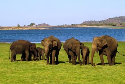 Yala National Park Safari From Hikkaduwa Yala National Park Safari From Hikkaduwa