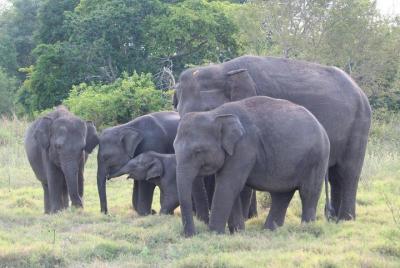 Wildlife and World Heritage Tour from Hikkaduwa (2 Days) Wildlife and World Heritage Tour from Hikkaduwa (2 Days)