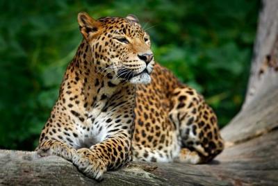 Wild Wonders & Hidden Temples from Hikkaduwa (2 Days) Wild Wonders & Hidden Temples from Hikkaduwa (2 Days)